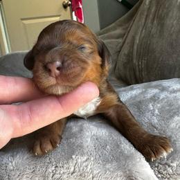 Boy 6 - Merle male Cockapoo puppy in Salem, Oregon from Capital Doodles