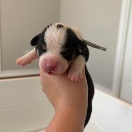 2 - Black and white male American Corgi puppy in Boyd, Texas from Barker's Corgis