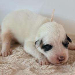 Tan - Gravy - White and badger male Great Pyrenees puppy in San Marcos, California from Faith Family Freedom Farm