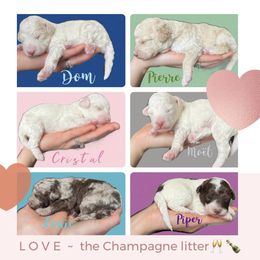 Aussiedoodles and Goldendoodles from Doodles of Paradise