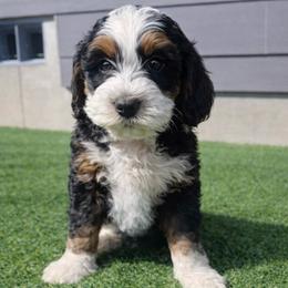 Allure - Tri-color female Bernedoodle puppy in Sandy, Oregon from MC Doodles