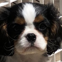 Cavalier King Charles Spaniel Puppies from Saranade Cavaliers