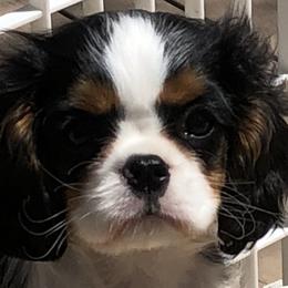 Cavalier King Charles Spaniel Puppies from Saranade Cavaliers
