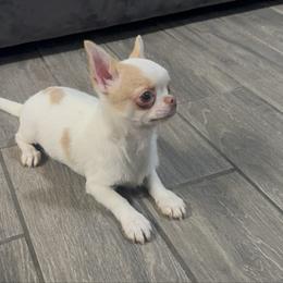 Chihuahua puppies from GeorgiasChihuahuas