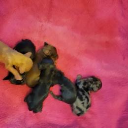 Dachshund Puppies from Hyder's Dachshunds