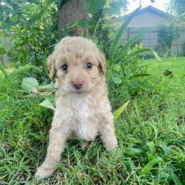 Cinnamon Toast Crunch - Apricot female Aussiedoodle puppy in Edmond, Oklahoma from Oodles of Doodles and Poodles