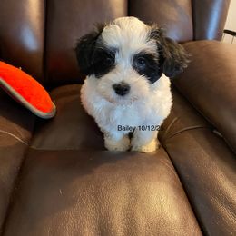 Bailey - Black and white female Havanese puppy in Hudson, New York from Havanese of Claverack and Hudson Valley Labradors