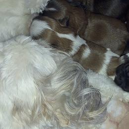 Shih Tzus from White Sands Shih Tzu's