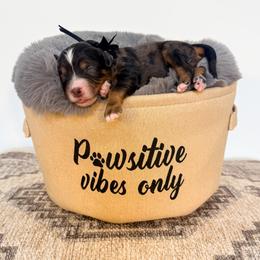 Toad - Merle male Bernedoodle puppy in West Haven, Utah from Split Mountain Doodles