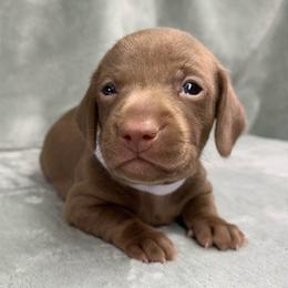 Female 2 - Chocolate female Dachshund puppy in Birmingham, Alabama from LongBottomDachshunds