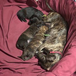 Boy1, green collar - Brindle male Dachshund puppy in Polson, Montana from Little Miss Dachshunds of Montana