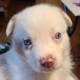 Australian Shepherds from Serenity Ranch