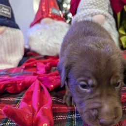 Labrador Retriever Puppies from Starfire Labradors