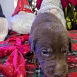Labrador Retriever Puppies from Starfire Labradors