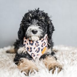 Bernedoodle, Goldendoodle, Poodle, and Sheepadoodle Puppies from Northwest Pups