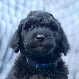 Buck - Phantom male Goldendoodle puppy in Rainier, Oregon from Beaver Springs Puppies