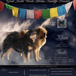 Tibetan Mastiffs from Great North Woods Tibetan Mastiffs