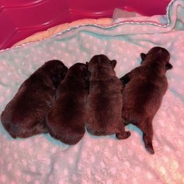 French Bulldog Puppies from Follow Farm French Bulldogs