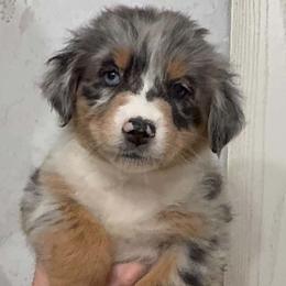 Tinkerbell - Blue merle female Australian Shepherd puppy in Zephyrhills, Florida from Highland Shelties & Aussies