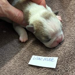 M. Lilac Male - Lilac male Boston Terrier puppy in Mc Donough, Georgia from Ballard Boston Terriers