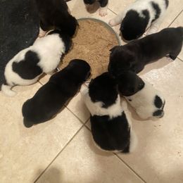 Akita Puppies from Gloe Akita's