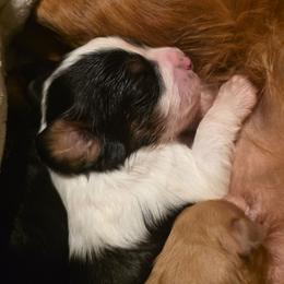 Yuba - Tri-color male Cavapoo puppy in Auburn, California from Gold Country Doodles