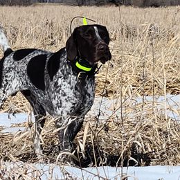 German Shorthaired Pointers from Magnolia Farm and Kennel