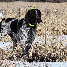 German Shorthaired Pointers from Magnolia Farm and Kennel