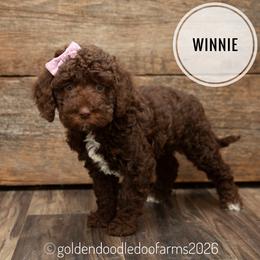 Winnie - Chocolate female Golden Aussiedoodle puppy in Hyrum, Utah from Goldendoodledoo Farms