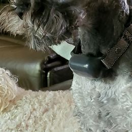 Miniature Schnauzer All Grown Up from Lamb's Little Loves