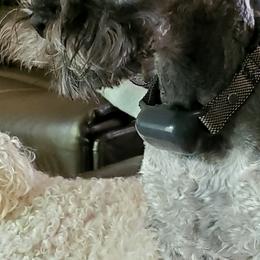 Miniature Schnauzer All Grown Up from Lamb's Little Loves