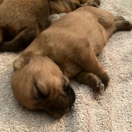 Red girl - Wheaten female Soft Coated Wheaten Terrier puppy in Las Vegas, Nevada from Irish Wheatens in Las Vegas
