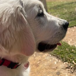 Golden Retriever Puppies from Graceful Goldens