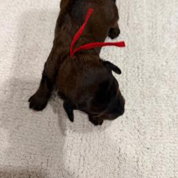 Red girl - Sable female Aussiedoodle puppy in Nacogdoches, Texas from Glo’s Aussiedoodles