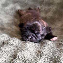 Iris - Brindle female Shih Tzu puppy in Sharon, Pennsylvania from Keystone Danes and Shih tzus