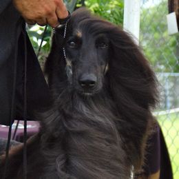 Afghan Hounds from KEYMAH Afghan Hounds