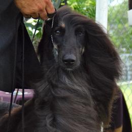 Afghan Hounds from KEYMAH Afghan Hounds