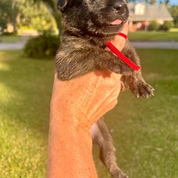 Female 3 - Black brindle female Dutch Shepherd puppy in Raceland, Louisiana from Fontana Farm