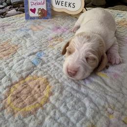 Dark red piebald - Piebald female Dachshund puppy in Helenville, Wisconsin from Remarkable Doxies