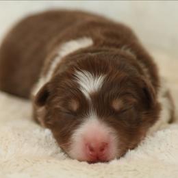 Shimmer - Red tri-color female Australian Shepherd puppy in Leavenworth, Kansas from Silverbrook Australian Shepherds