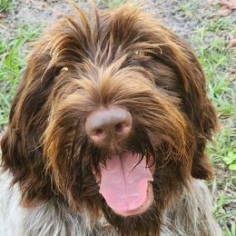 Cara - Wirehaired Pointing Griffon