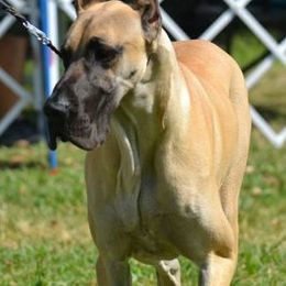 Great Danes from Robin's Great Danes