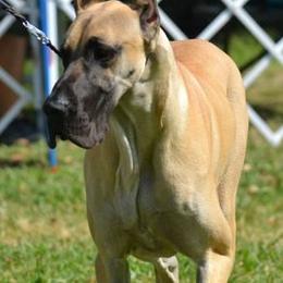 Great Danes from Robin's Great Danes