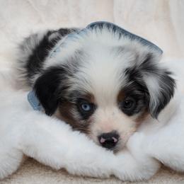 Doc - Blue merle male Toy Australian Shepherd puppy in Austin, Texas from ATX Mini Aussies
