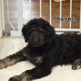 Raven - Black female Bernedoodle puppy in Beachwood, Ohio from Paws of the Vineyard