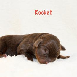 Rocket - Red tri male Miniature Australian Shepherd puppy in Foxworth, Mississippi from Ten Mile Aussies