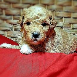 Curtis - Apricot male Goldendoodle puppy in Hendersonville, Tennessee from Ben's Best Buddy Goldendoodles