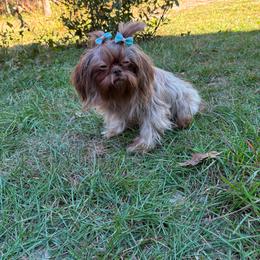Bella - Liver female Shih Tzu puppy in Suwanee County, Florida from Everlasting Shih Tzu
