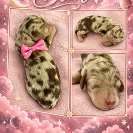 Star - Dapple female Dachshund puppy in High Hill, Missouri from High Hill Hounds