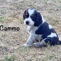 English Springer Spaniel Puppies from Desert Shadow Springers